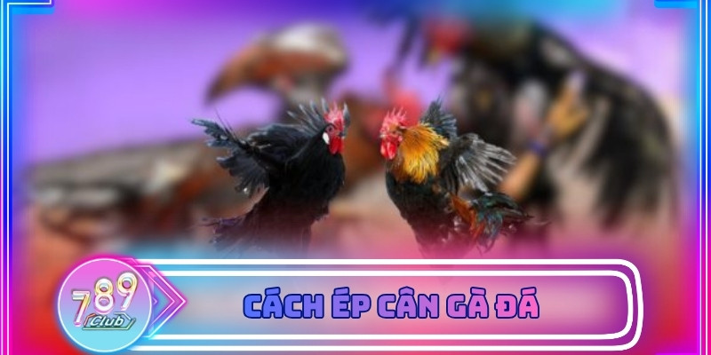 Cách Ép Cân Gà Đá - Những Nguyên Tắc Giúp Chiến Kê Giữ Phong Độ