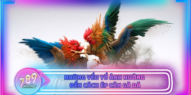 Gà được xoa bóp lá trầu giúp thoát hơi nước tự nhiên