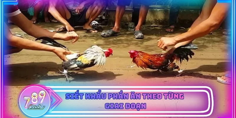 Chiến kê thon gọn và phản xạ nhanh sau quá trình có cách ép cân gà đá chuẩn