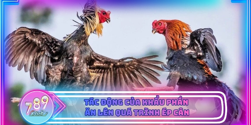 Bài chạy chuồng hỗ trợ giảm nước an toàn trước ngày thi đấu