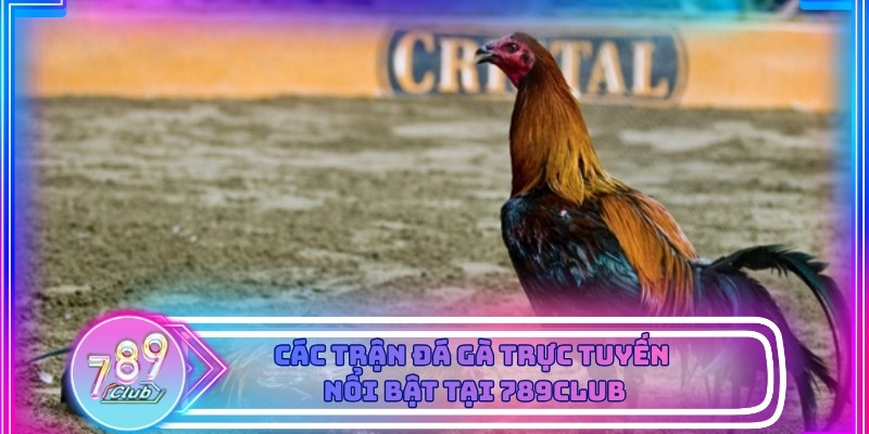 Nhiều thể loại trận đá gà được tổ chức theo từng trường đấu khác nhau