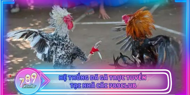 Hệ thống phát sóng trực tiếp mô phỏng không khí trường gà chuyên nghiệp