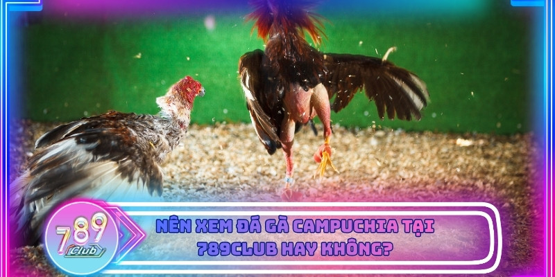 Nên xem đá gà Campuchia tại 789club hay không?