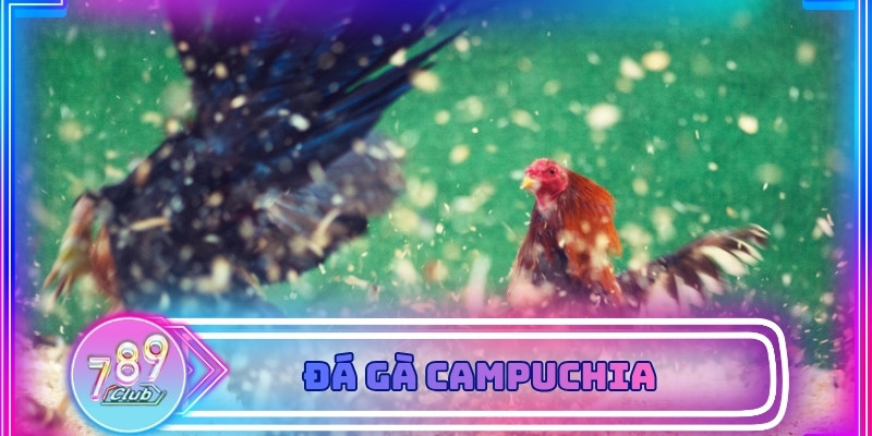 Đá gà Campuchia - Địa điểm xem đá gà trực tuyến full HD 2026