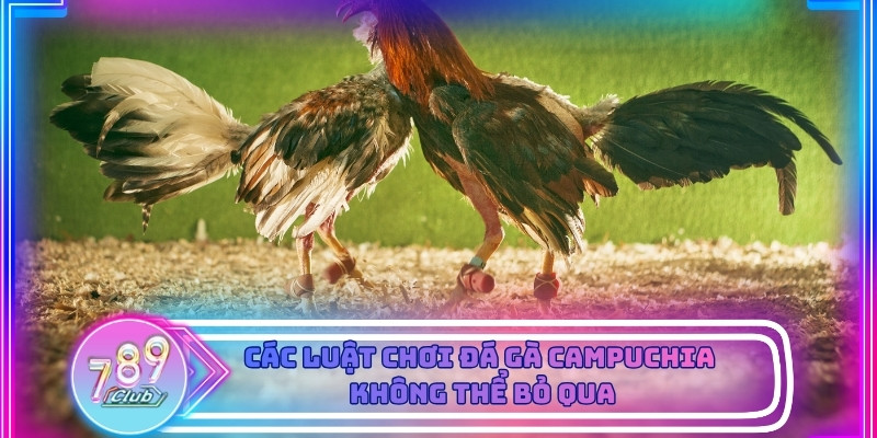 Các luật chơi đá gà Campuchia không thể bỏ qua