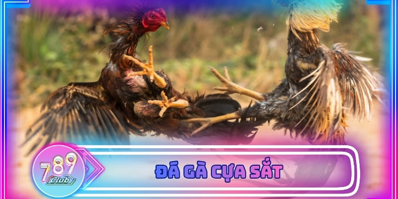 Đá gà cựa sắt tại 789Club - Hướng dẫn tham gia cho tân thủ
