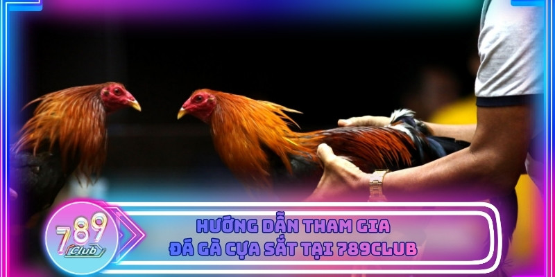 Hướng dẫn từ A-Z tham gia đá gà cựa sắt cực dễ tại 789Club