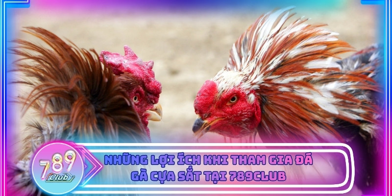 Tổng hợp các lợi ích khi tham gia đá gà cựa dao tại 789Club
