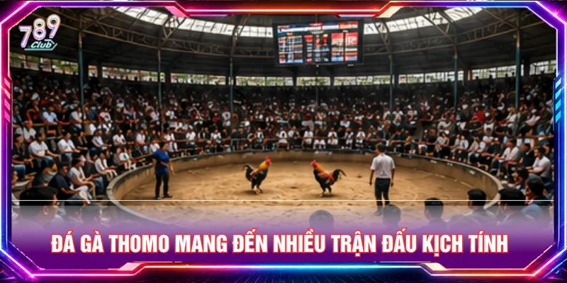 Đá gà Thomo mang đến nhiều trận đấu kịch tính 