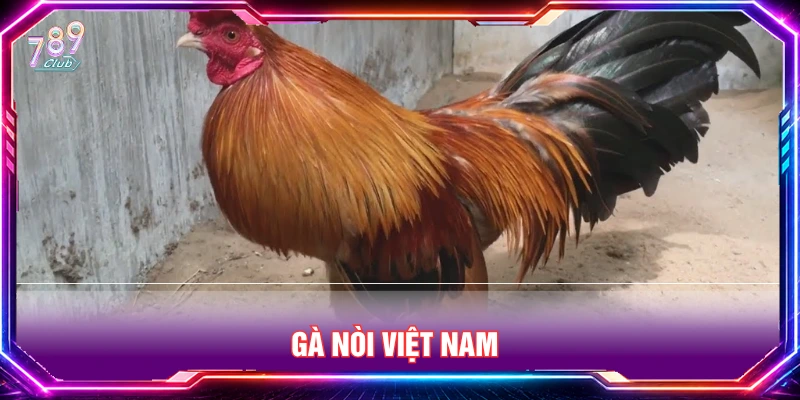 Gà nòi Việt Nam thường xuất hiện tại trường gà CPC 