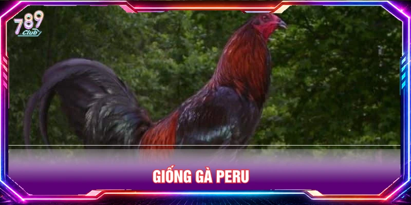 Giống gà Peru thường được chọn trong giải đá gà CPC 