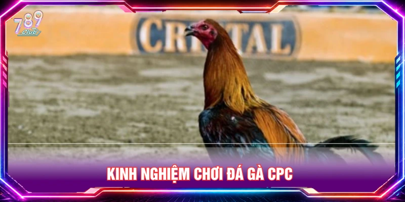 Kinh nghiệm chơi đá gà CPC từ người chơi lâu năm 