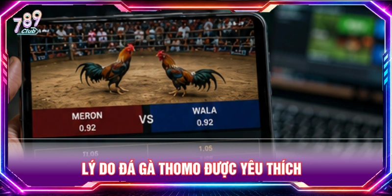 Lý do đá gà Thomo được nhiều bet thủ yêu thích 