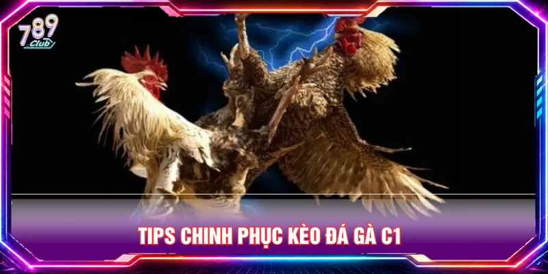 Mẹo chinh phục kèo cược gà đá C1 