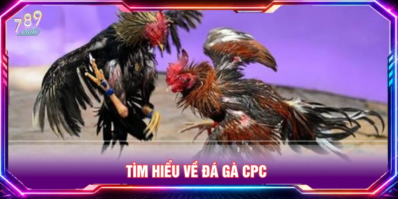 Tìm hiểu về đá gà CPC 