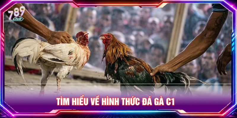 Tìm hiểu về các trận đấu đá gà C1 
